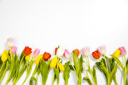 A row of pink, yellow, white tulips on a white background. Banner with copy space. international women's day, mothers day, valentines day