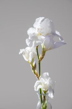 White iris flower on a grey background. Place for your text.
