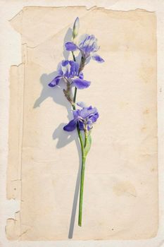 Vintage card with blue iris flower on a beige background. Place for your text. Layout.