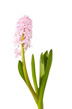 hyacinth plant with pink flowers, bulbs and roots on a white background. Vertical frame