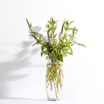 A bouquet of white veronica with white bells in a tall narrow vase on a white background.