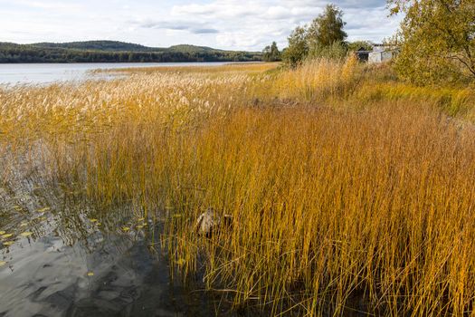 Golden autumn on Ladoga, Karelia, former Finnish territory. Winding coast