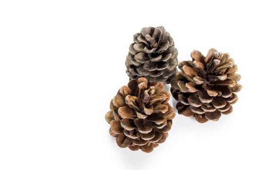 Three dry pine cones are isolated on white background. Copy space. Place for text