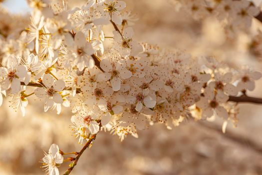 Plum tree flowers detail at sunset time in spring