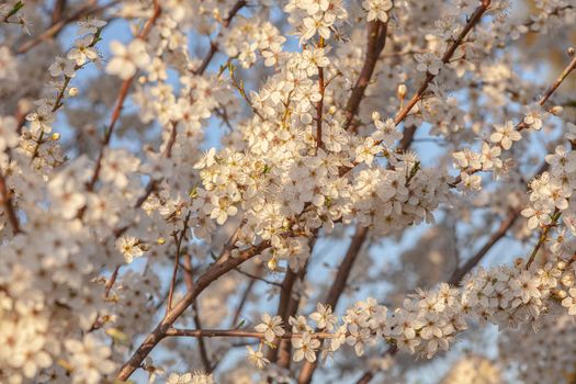 Plum tree flowers detail at sunset time in spring under a blue sky