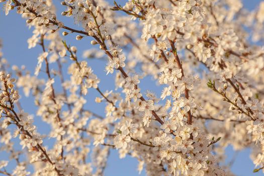 Plum tree flowers detail at sunset time in spring under a blue sky