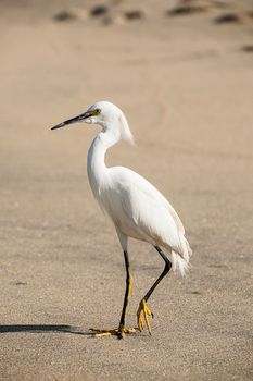 Snowy Egret (Egretta thula thula) - Brasil - Mangaratiba