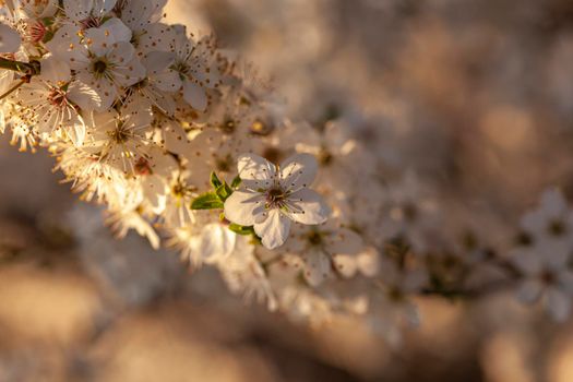 Plum tree flowers detail at sunset time in spring