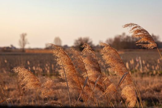 Feather Reed Grass at sunset. Golden reed grass in the sun