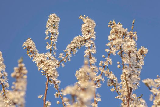 Plum tree flowers detail at sunset time in spring under a blue sky