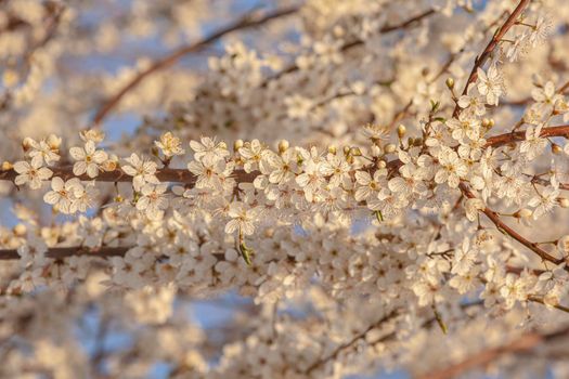 Plum tree flowers detail at sunset time in spring under a blue sky