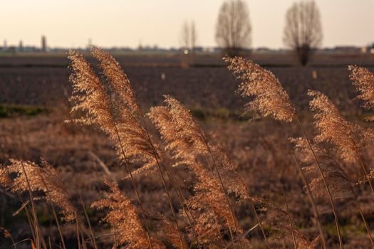Feather Reed Grass at sunset. Golden reed grass in the sun