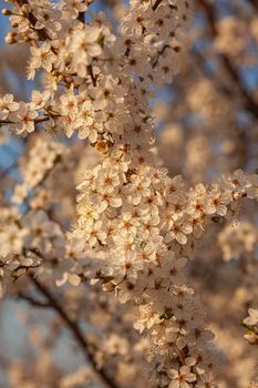 Plum tree flowers detail at sunset time in spring