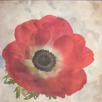 textured stylish old paper background, square, with red anemone