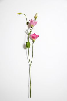 Pink eustoma flowers on white. Empty space for text