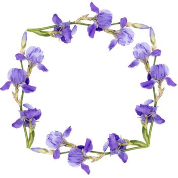 Floral background as a circle. Siberian iris, isolated on white background, Square frame. Copy space. Place for text