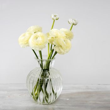 the bouquet of pale yellow persian buttercups in the glass vase on the table against the grey wall