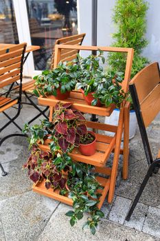 Rhododendrons and coleus in terracotta pots on a plant stand at the entrance to an outdoor cafe as decoration. Summer time