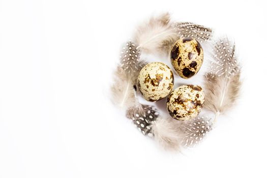 Rustic quail eggs and bird feathers are isolated on white. Copy space. Place for text