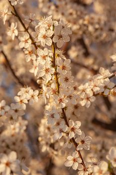 Plum tree flowers detail at sunset time in spring