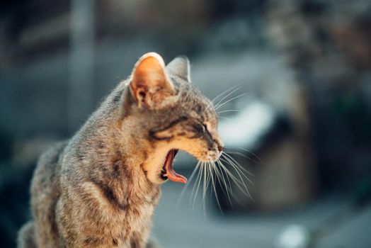 Cute Ginger Kitten Exploring the World,