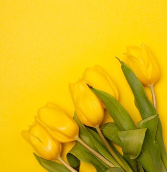 Tulips and a frame on a yellow background . Tulips of kopi space. Yellow background. Mockup . Space for text. A greeting card. Tulips on a yellow background. Spring flowers. March eighth. Mother's Day. Birthday