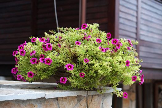 fuchsia pink petunia in a pot outdoors close-up