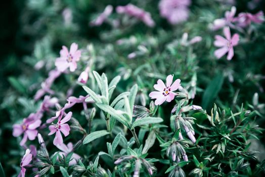 Lilac flowers bunch background. Beautiful opening violet Lilac flower Easter design closeup. Beauty fragrant tiny flowers time lapse open closeup.,