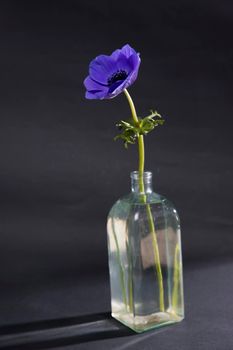 The blue anemone in transparent glass vase on black background. Copy space