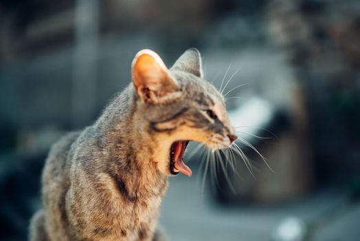 Cute Ginger Kitten Exploring the World,