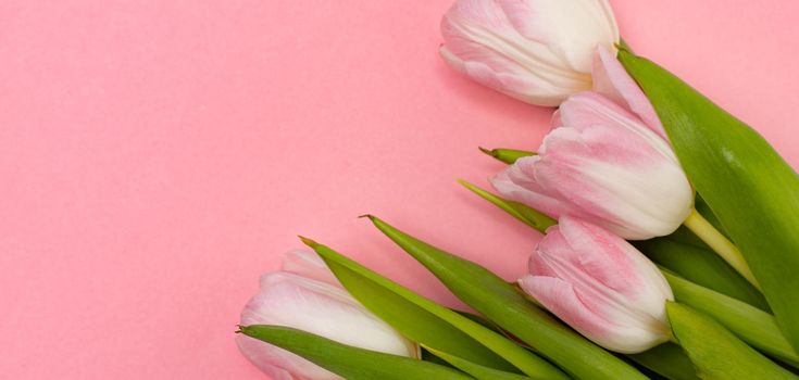 Tulips and a frame on a pink background . Tulips of kopi space. Pink background. Mockup . Space for text. A greeting card. Tulips on a pink background. Spring flowers. March eighth. Mother's Day. Birthday