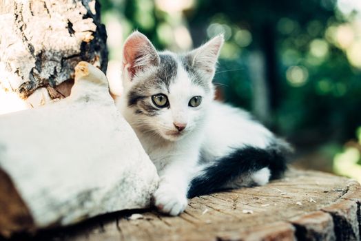 Cute Ginger Kitten Exploring the World,