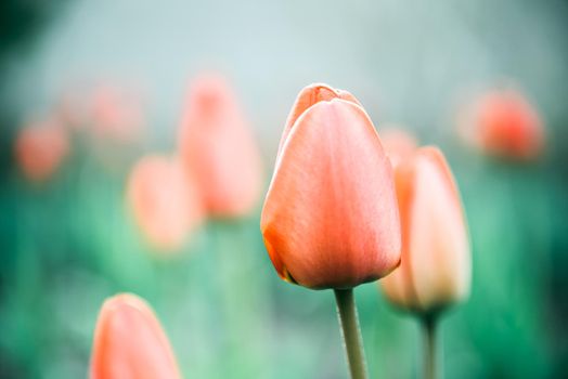 CLOSE UP, SLOW MOTION, DOF: Amazing rosy red, yellow and orange tulips blooming at beautiful local touristic park at early sunny evening. Fragile tulip flowers blossoming at late sunny morning,