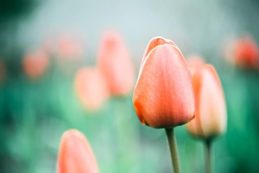 CLOSE UP, SLOW MOTION, DOF: Amazing rosy red, yellow and orange tulips blooming at beautiful local touristic park at early sunny evening. Fragile tulip flowers blossoming at late sunny morning,