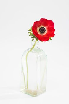 Red flowers of anemone in the glass bottle on a white background. copy space