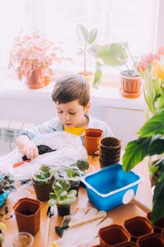 The boy transplants flowers lifestyle . Preparation for the spring season. Planting flowers. Plant care. An article about transplanting plants. An article about help from children.