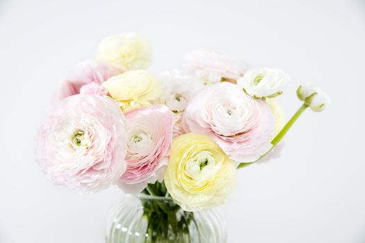 the Bouquet of pale pink and yellow Persian buttercups isolated on pale gray. Copy space