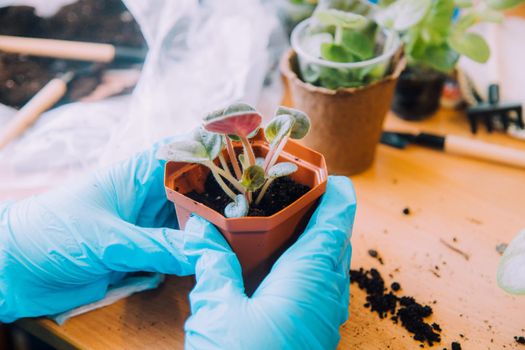 The boy transplants flowers lifestyle . Preparation for the spring season. Planting flowers. Plant care. An article about transplanting plants. An article about help from children.