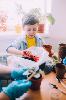 The boy transplants flowers lifestyle . Preparation for the spring season. Planting flowers. Plant care. An article about transplanting plants. An article about help from children.