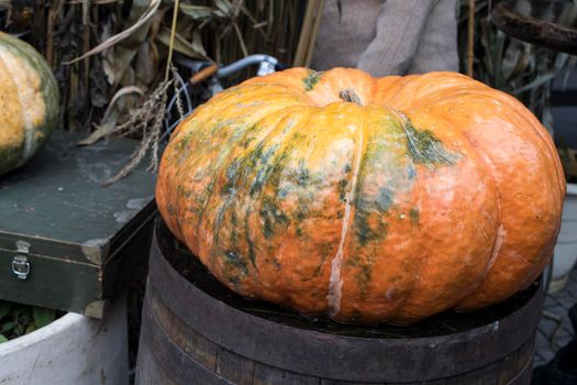 A giant pumpkin lies on a barrel, decorating the entrance to the store on the eve of Halloween