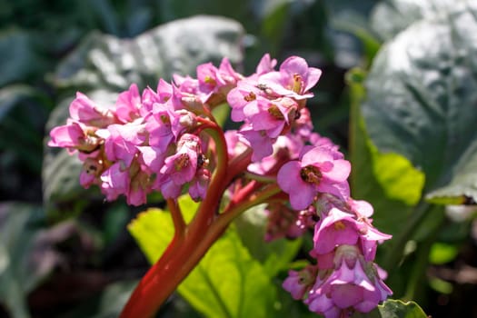 Bergenia crassifolia is a plant species in the genus Bergenia. Common names for the species include heart-leaved bergenia, heartleaf bergenia,