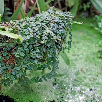 creeping fig plant growing on a wall, tropical climbing plant specie, Vines with many green leaves, nature background