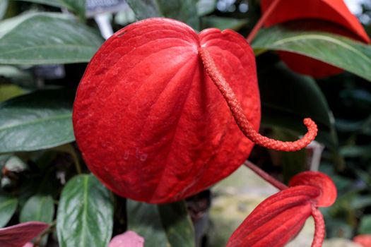 Anthurium scherzerianum, the flamingo flower or pigtail plant, is a species of Anthurium native to Costa Rica. Botanical garden