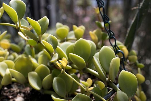 Crassula ovata, commonly known as jade plant, lucky plant, money plant or money tree
