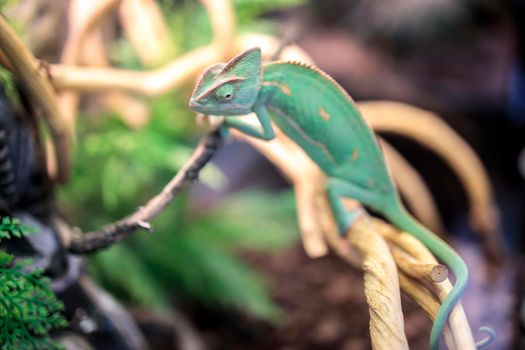 Chameleon on a branch in a backlit terrarium. Botanical garden