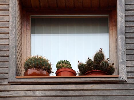 cacti in pots on the window of an old wooden house outside.