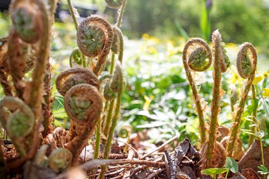 Pteridium aquilinum, also known as eagle fern, is a species of fern occurring in temperate and subtropical regions in both hemispheres. Early spring