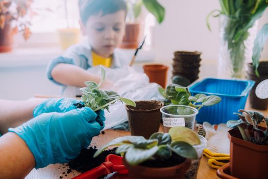 The boy transplants flowers lifestyle . Preparation for the spring season. Planting flowers. Plant care. An article about transplanting plants. An article about help from children.