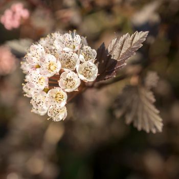 Physocarpus opulifolius, known as common, Eastern, Atlantic or simply ninebark, is a species of flowering plant in the rose family Rosaceae, native to eastern North America. Square frame