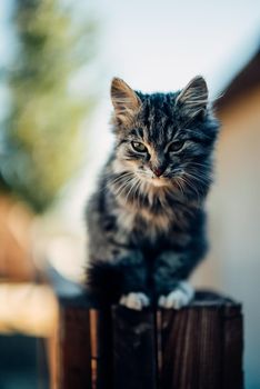 kitten on the fence/a gray little kitten was scared to climb the fence,